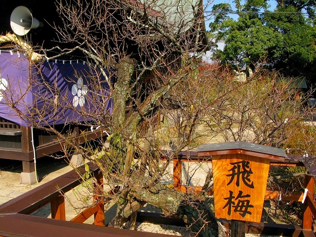 蛎久天満宮の飛梅