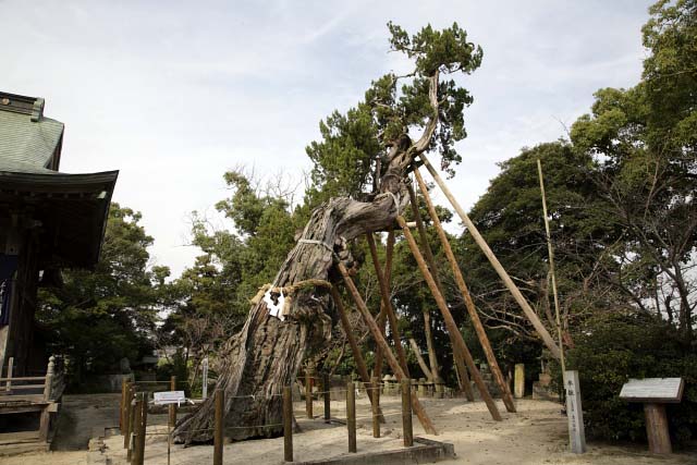 新北神社ビャクシン
