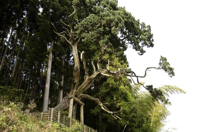 大野のビャクシン