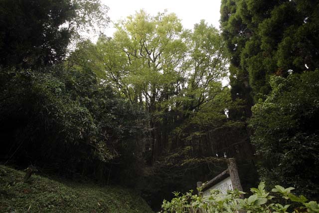 下合瀬の大カツラ　一株