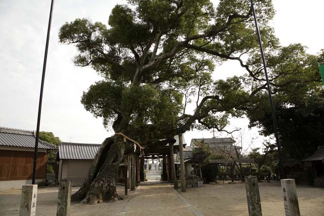 新北神社楠木№1