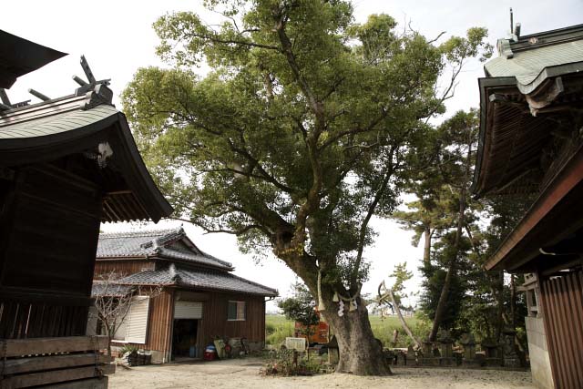 新北神社楠木№２