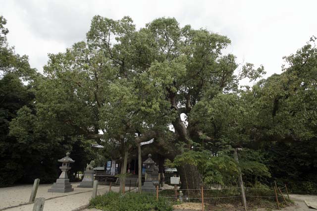 大堂神社楠№１