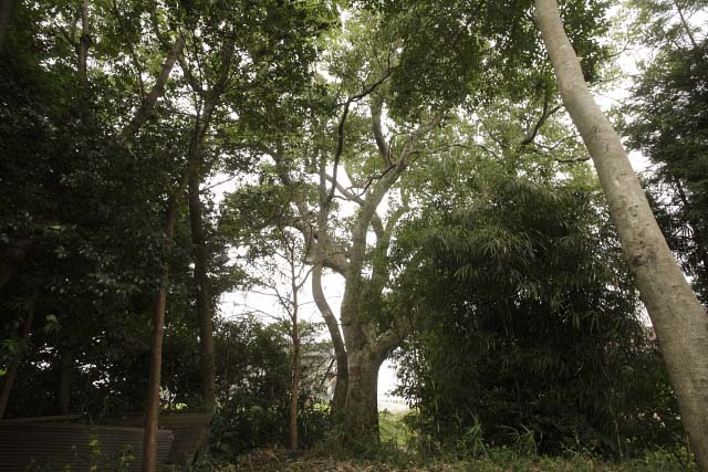 大堂神社楠№２